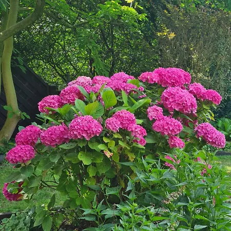 Gemuetliche Koelner Norden *